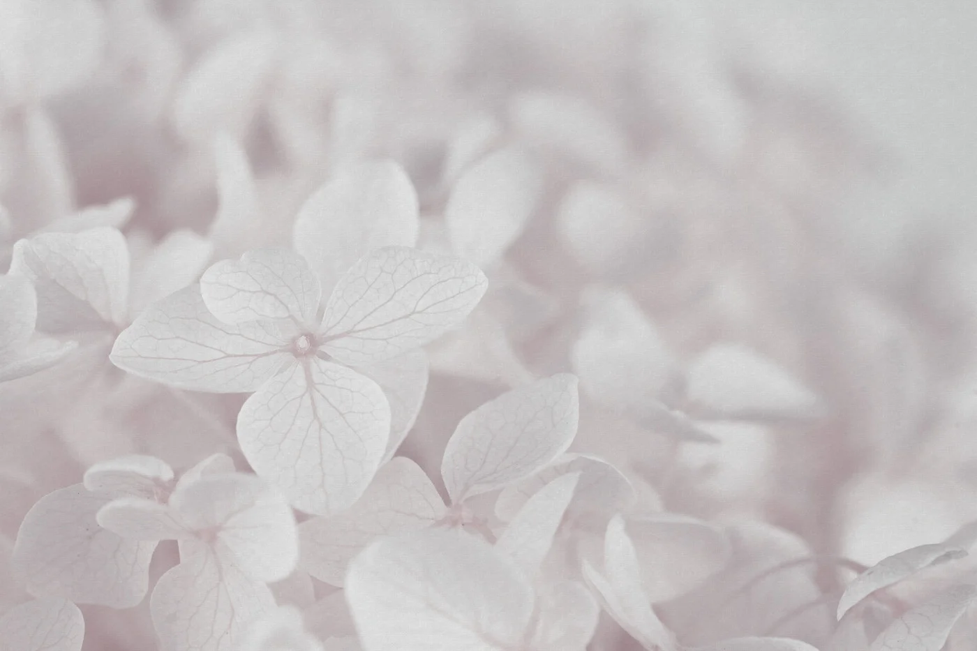 rebelwalls-grand-hydrangea-soft-pink-r22395-flat Grand Hydrangea, Soft Pink - Image 1