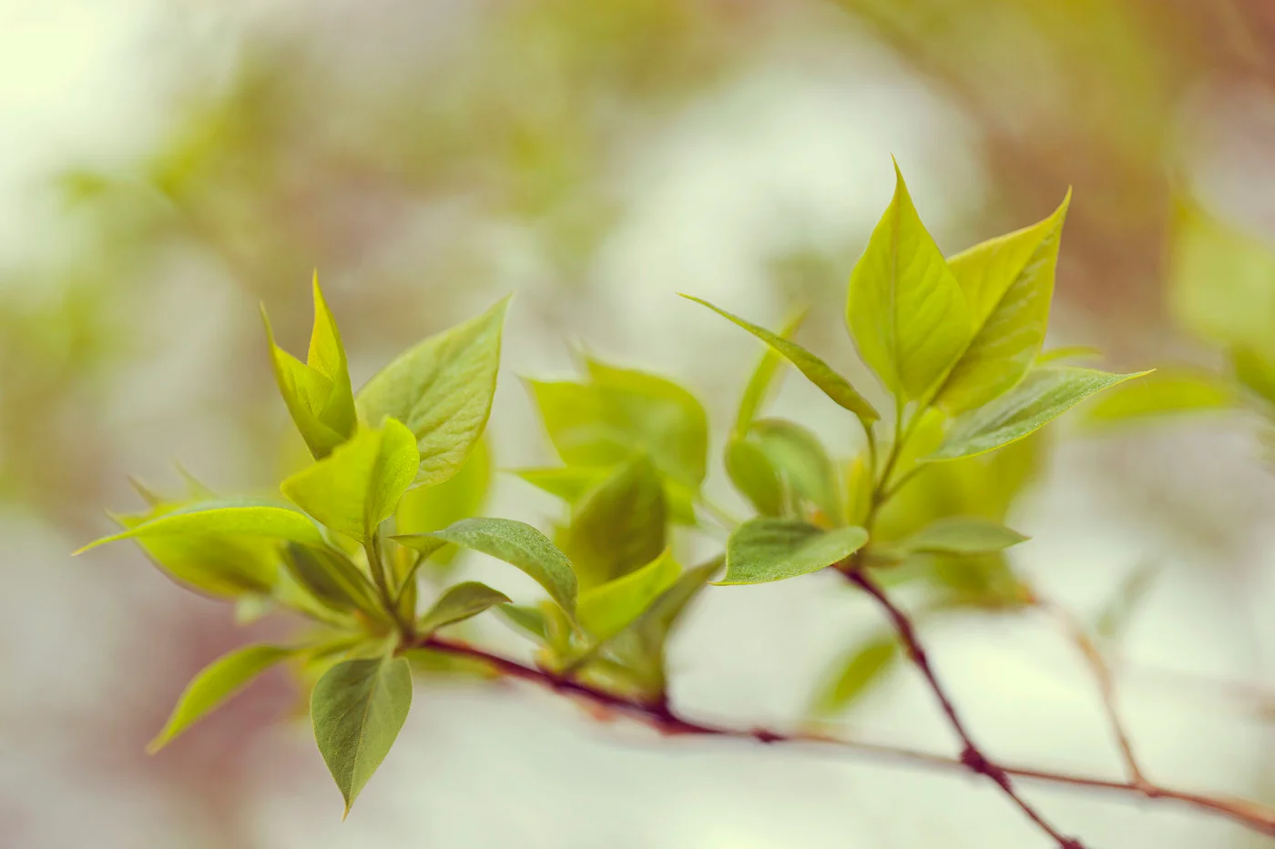 rebelwalls-green-leaves-r13661-flat Green Leaves - Image 1