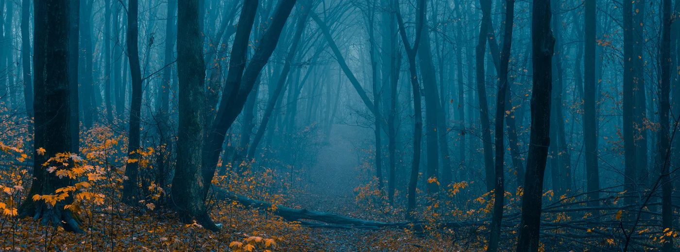 rebelwalls-hazy-forest-r19598-flat Hazy Forest Shutterstock Rebel Walls Wallpaper R19598