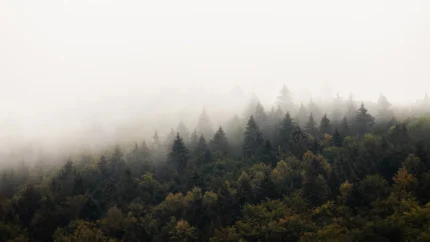 Hazy Hill, Morning – Gray