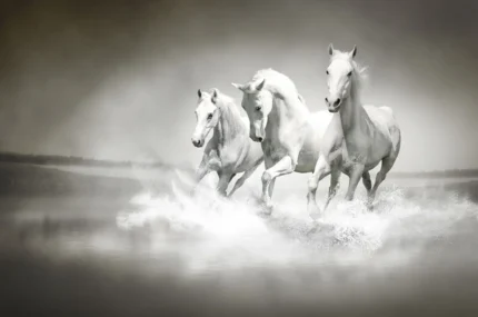 Horses