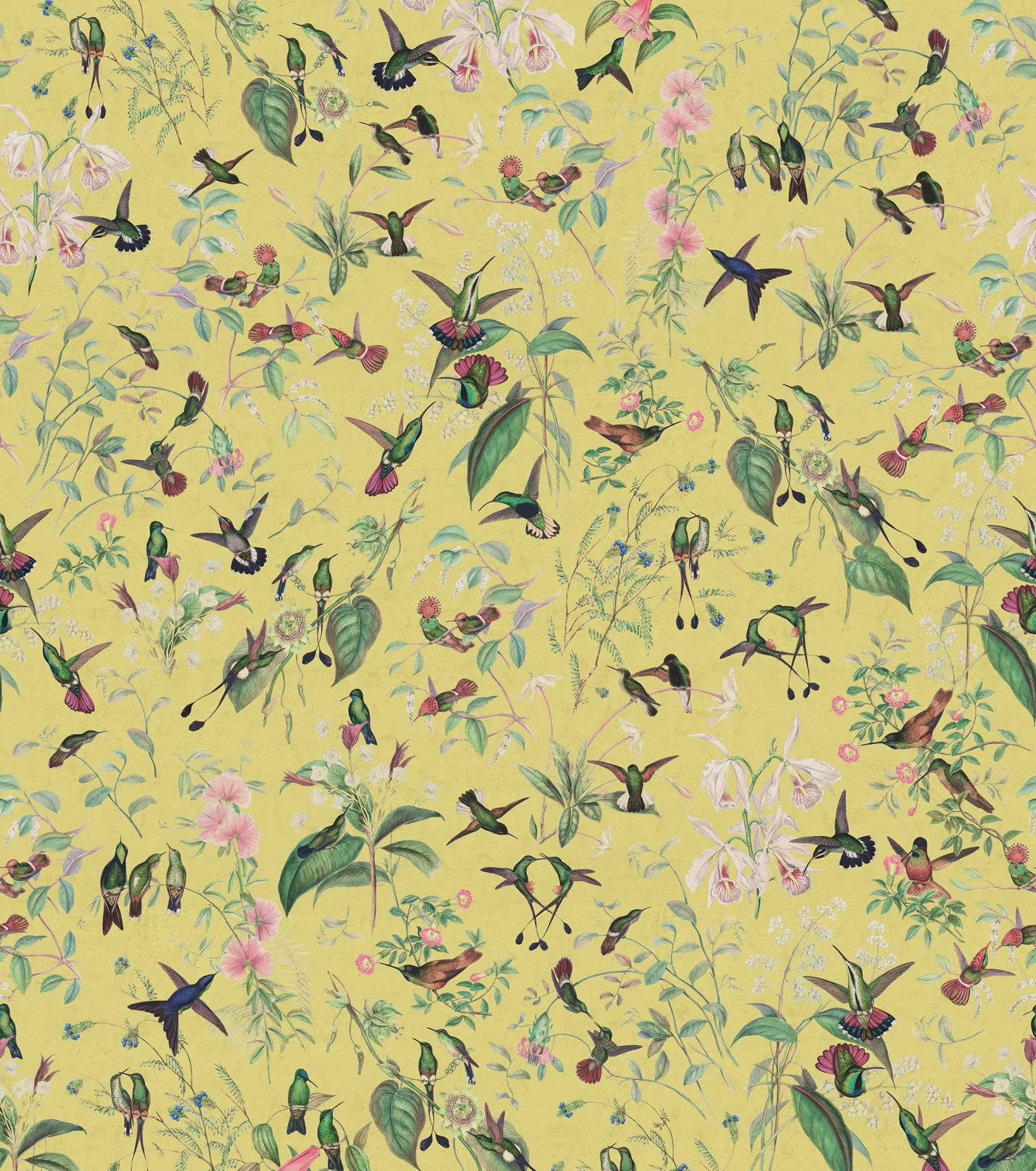 rebelwalls-hummingbird-sunshine-r19667-flat Hummingbird Sunshine - Image 1