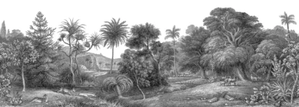 Jungle Land