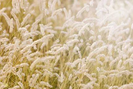 Lay In The Hay