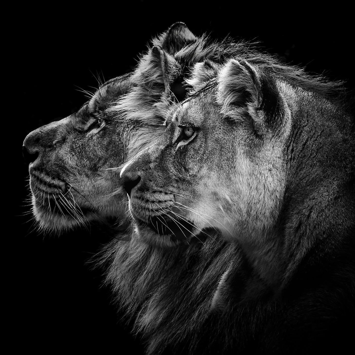 rebelwalls-lion-duo-r19100-flat Lion Duo Pops Rebel Walls Wallpaper R19100