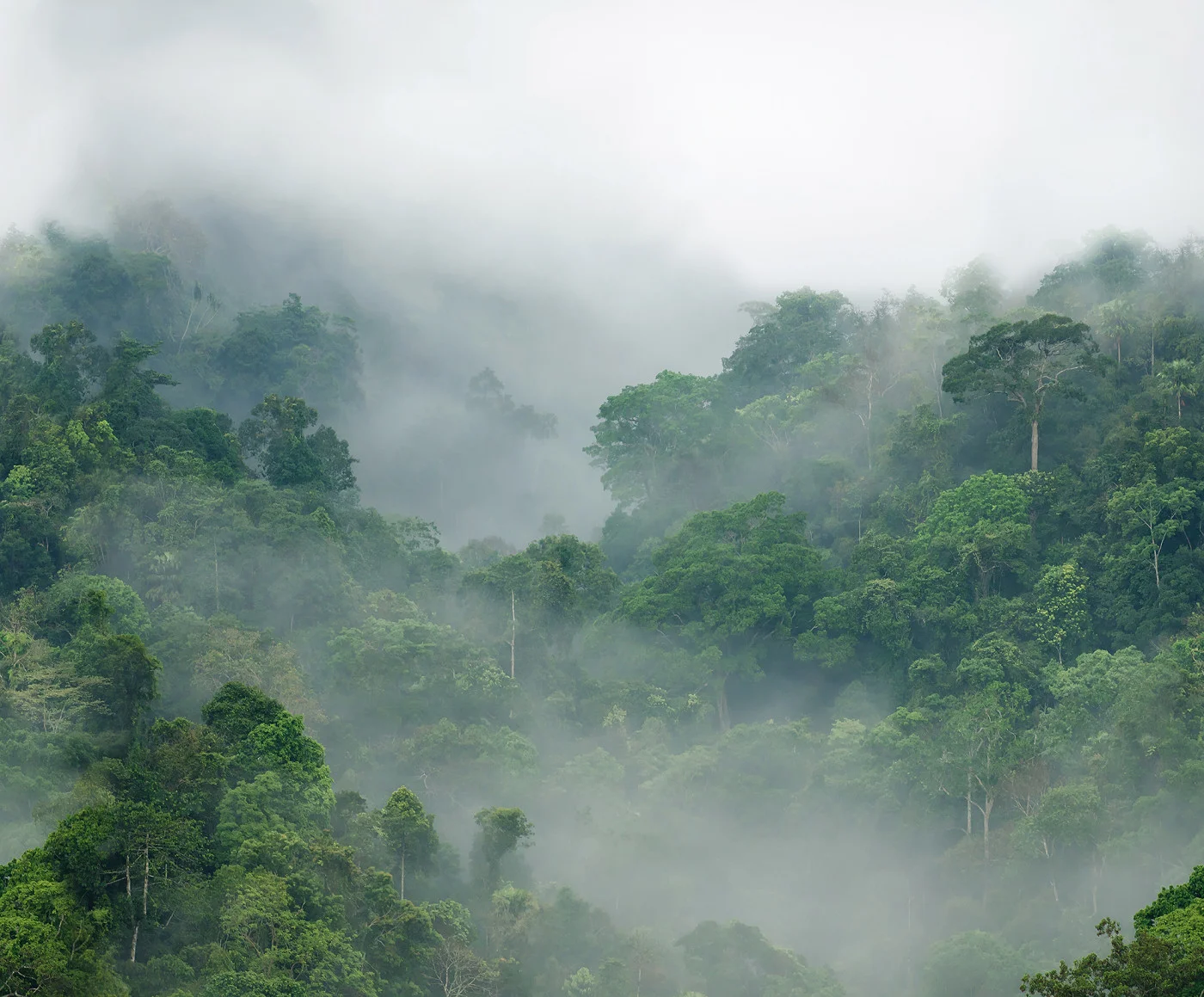 rebelwalls-misty-forest-r15062-flat Misty Forest - Image 1