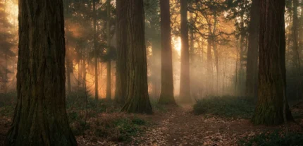 Misty Morning, Soft – brown