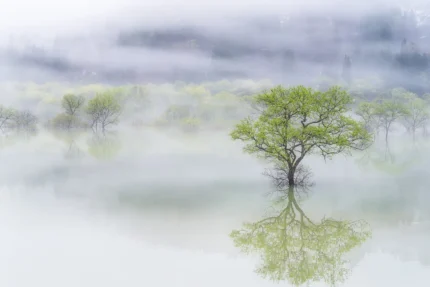 Misty Tree