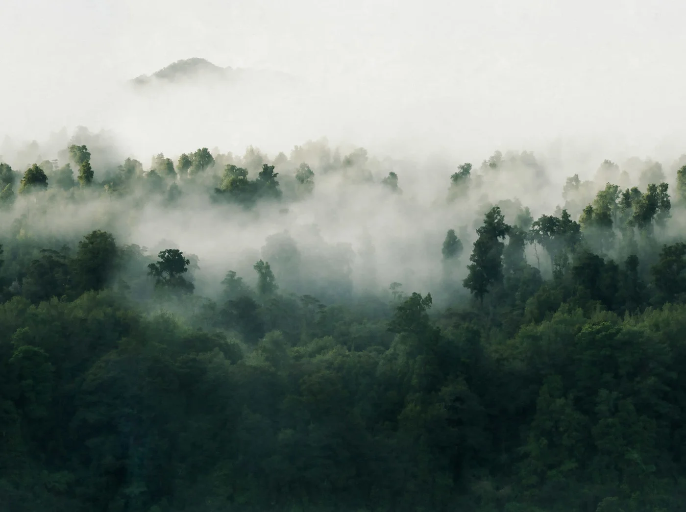 rebelwalls-misty-woodland-green-r18864-flat Misty Woodland, Green Mystic Shades Rebel Walls Wallpaper R18864