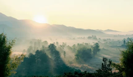 Morning Light