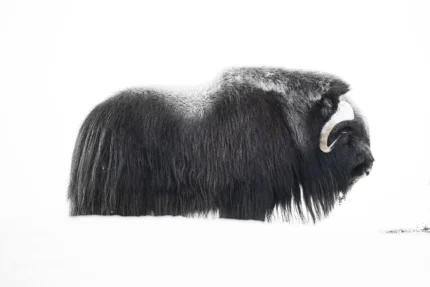 Musk Ox