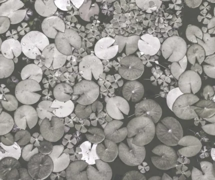 Mystic Water Lilies, Black & White