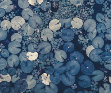 Mystic Water Lilies, Blue