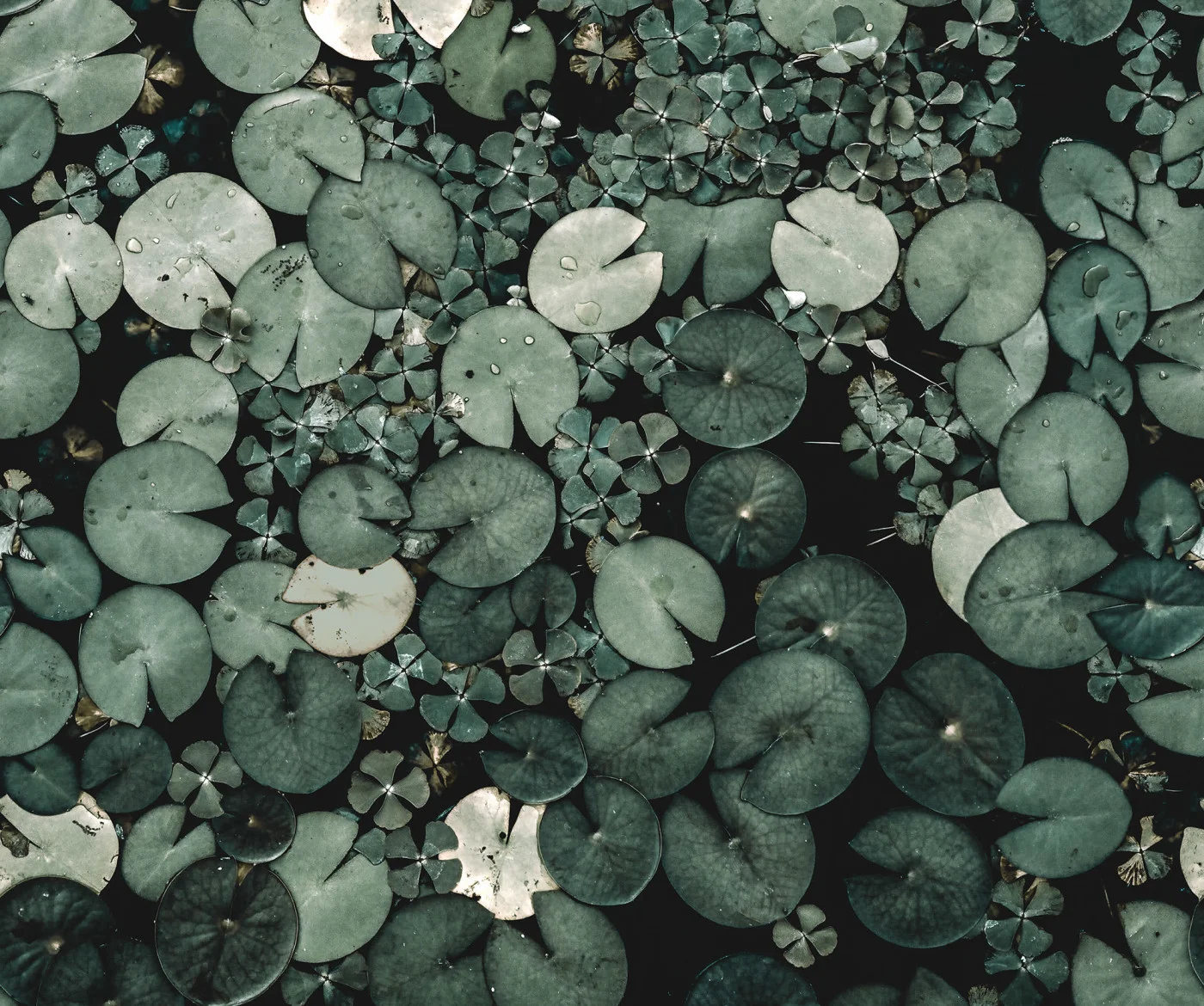 rebelwalls-mystic-water-lilies-green-r18843-flat Mystic Water Lilies, Green Mystic Shades Rebel Walls Wallpaper R18843