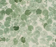 Color Variation
