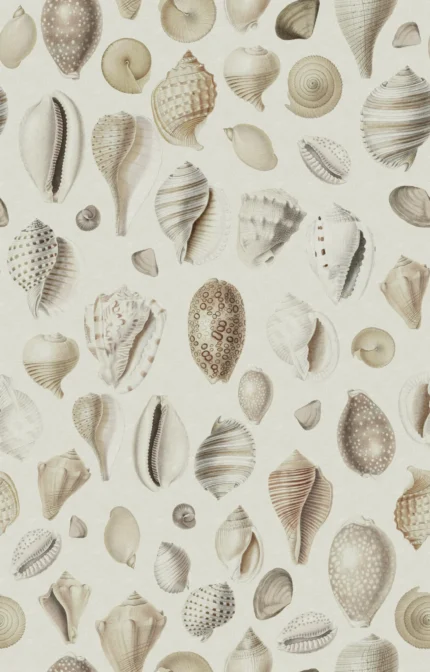 Ocean Shells Sand
