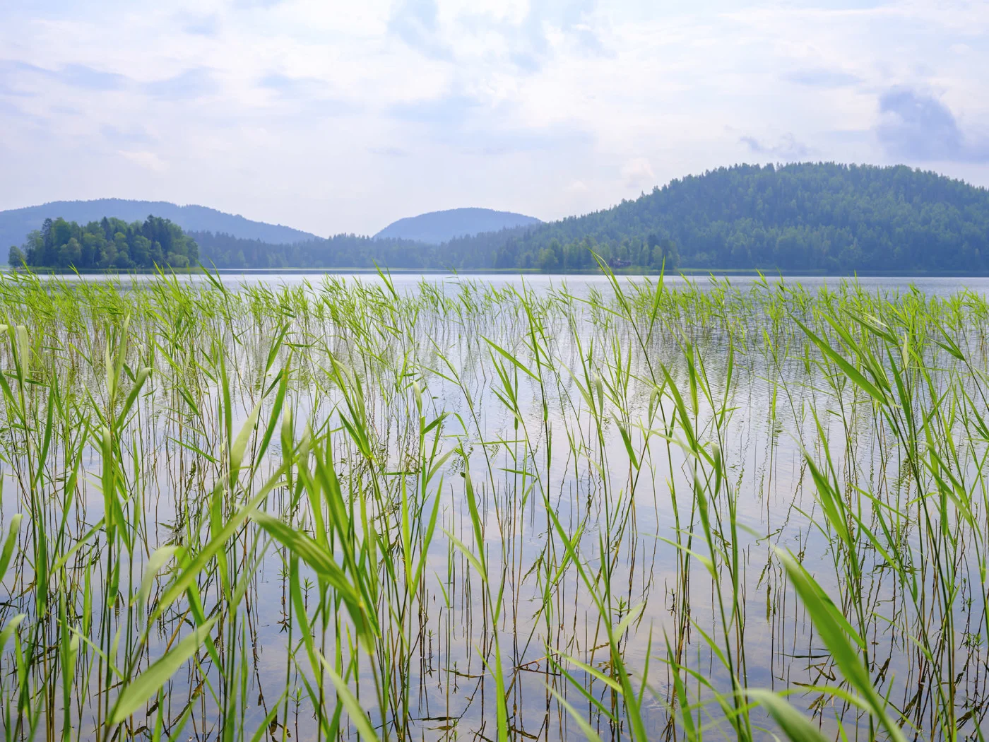 rebelwalls-paddy-field-green-r20262-flat Paddy Field, Green - Image 1