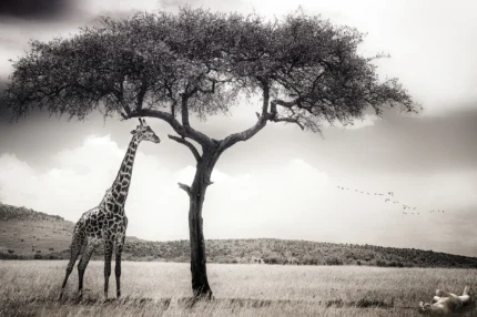 Peaceful Savannah