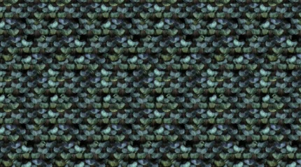Peacock Plumage