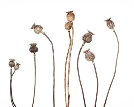 Poppy Capsules