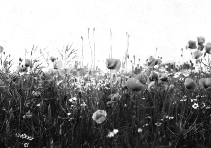 Poppy Field, Black & White
