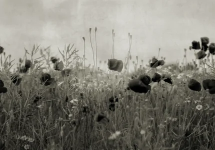 Poppy Field, Vintage