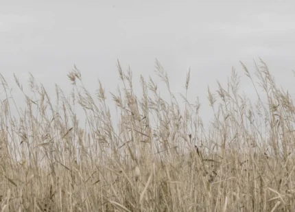 Reed Meadow, Beige
