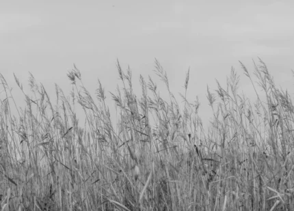 Reed Meadow, Gray