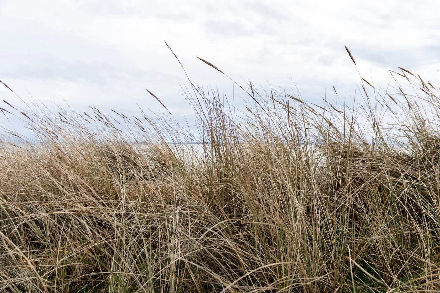rebelwalls-reed-r19521-flat Reed - Image 1