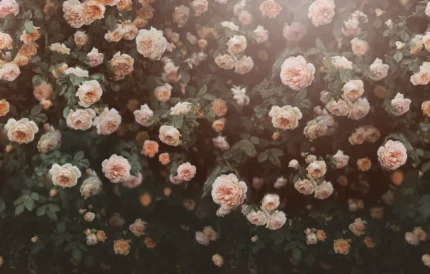 Regal Rose Apricot