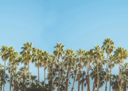 Riviera Daydream