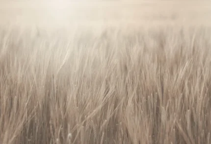 Rye Field, Beige