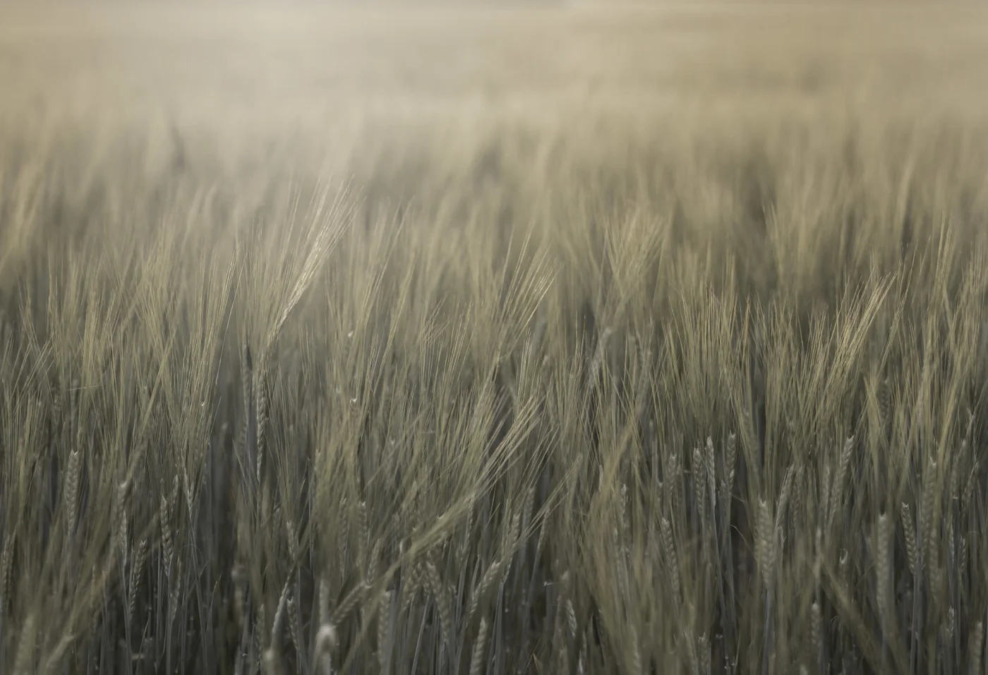 rebelwalls-rye-field-green-r18859-flat Rye Field, Green Mystic Shades Rebel Walls Wallpaper R18859