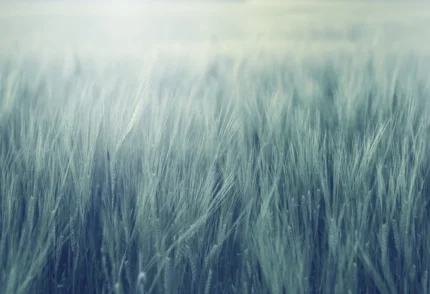 Rye Field, Turqouise