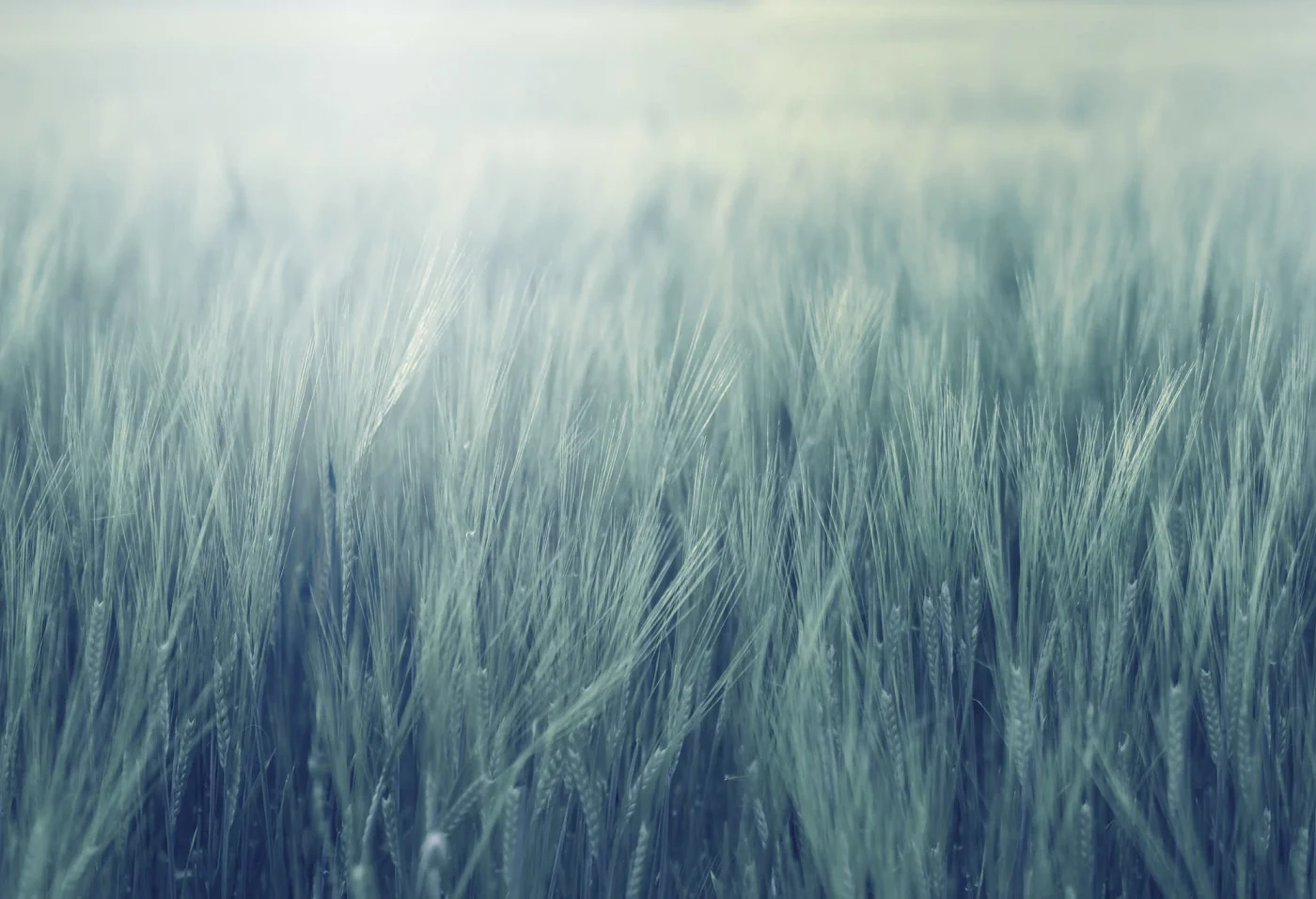 rebelwalls-rye-field-turqouise-r18862-flat Rye Field, Turqouise Mystic Shades Rebel Walls Wallpaper R18862