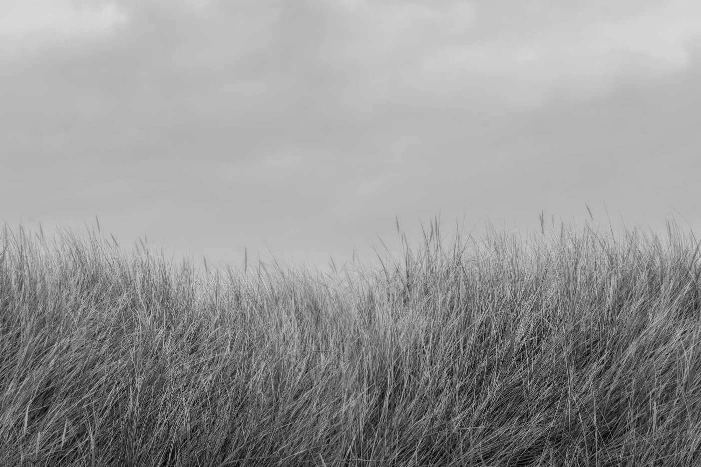 rebelwalls-scandinavian-reed-black-white-r18851-flat Scandinavian Reed, Black & White - Image 1