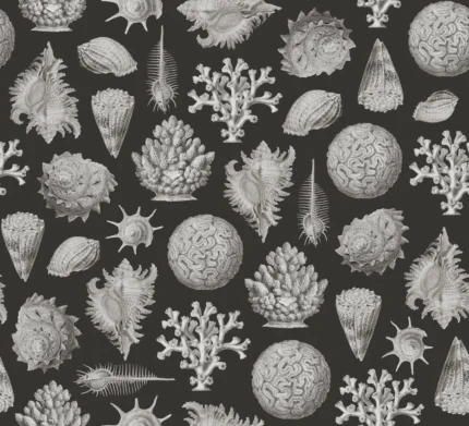 Seashells Graphite