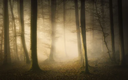 Secret Forest