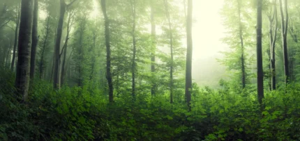 Serene Forest – Green