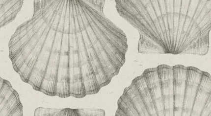 Shells Sand