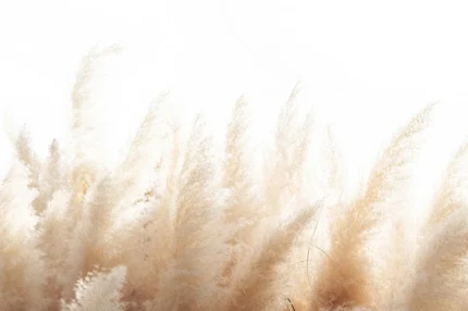 Soft Reed