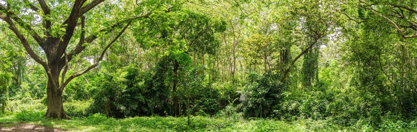 rebelwalls-summer-forest-green-r22184-flat Summer Forest – Green - Image 1