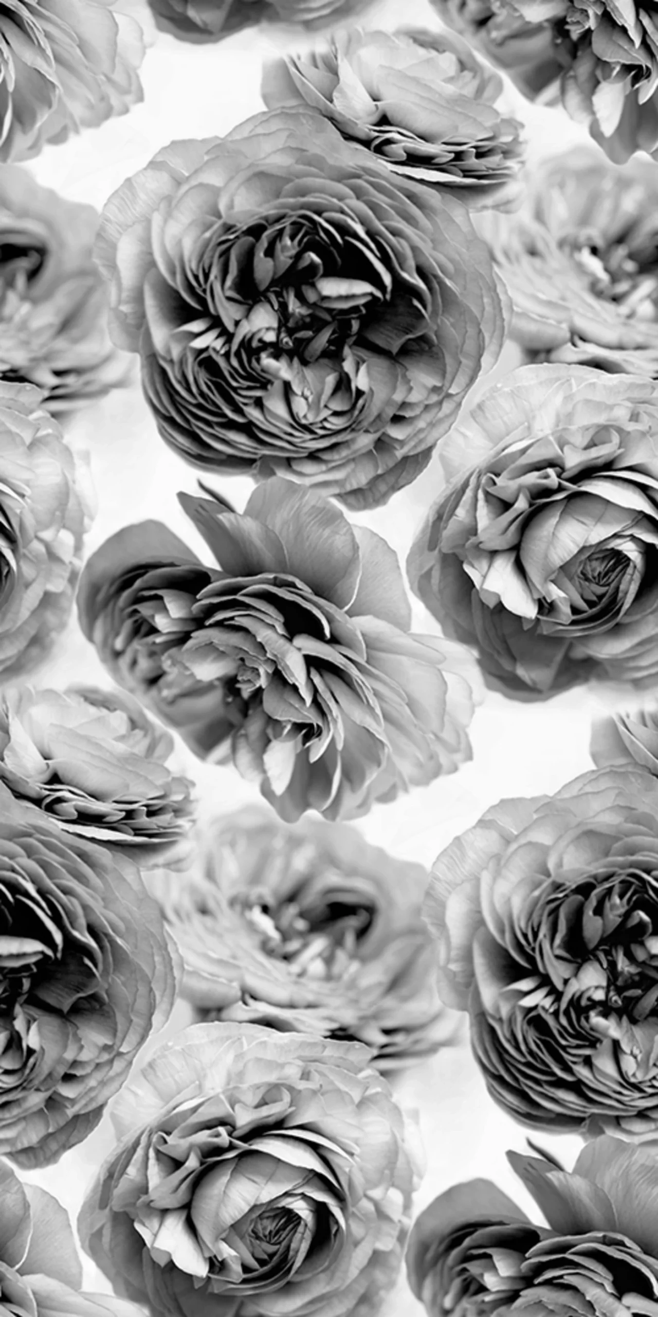 rebelwalls-summer-wind-black-and-white-r13092-flat Summer Wind, Black And White Greenhouse Rebel Walls Wallpaper R13092