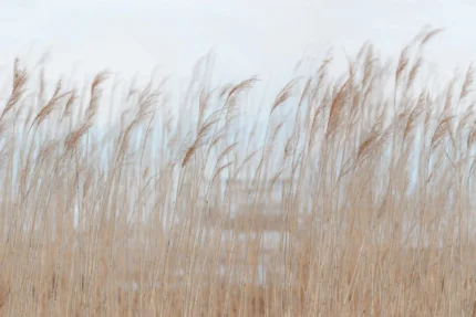 Swaying Reed