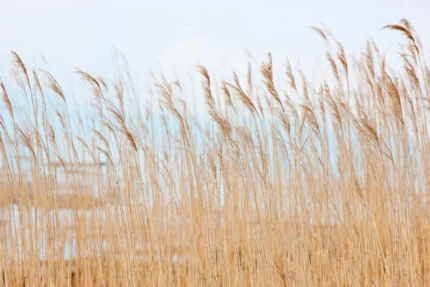 Swaying Wheat