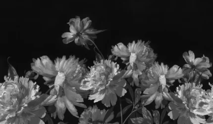 Vintage Peony, Black