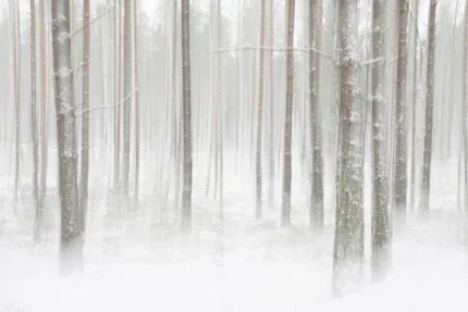 Winter Forest