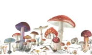 Color Variation
