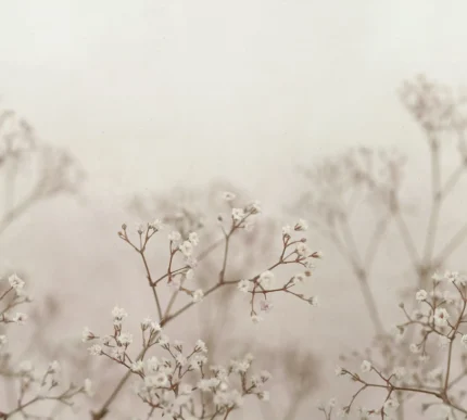 Julia Blush Large Pattern Mural by Sandberg