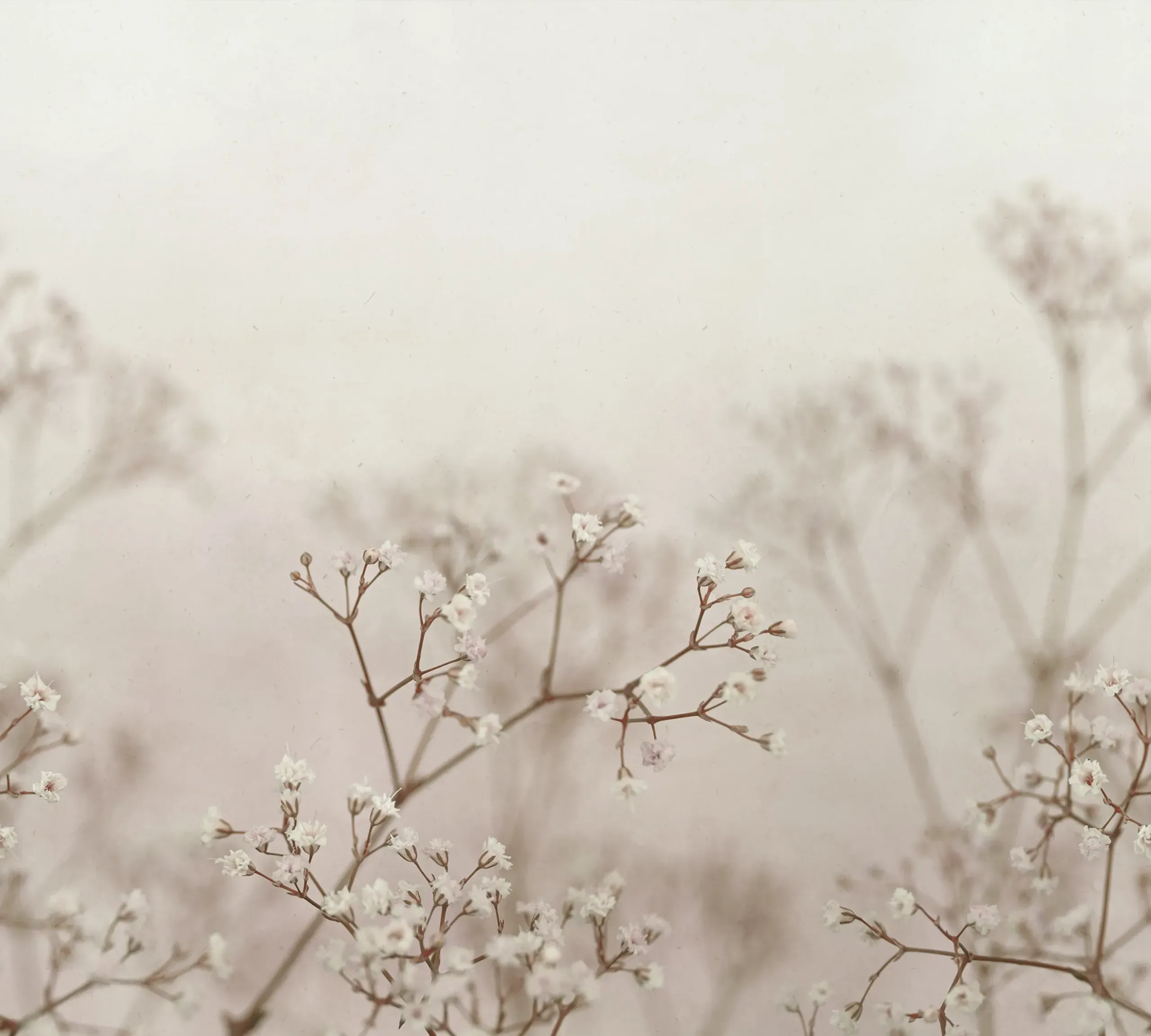 Julia Blush Large Pattern Mural by Sandberg